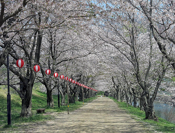 cherry blossoms in another part of Kurashiki