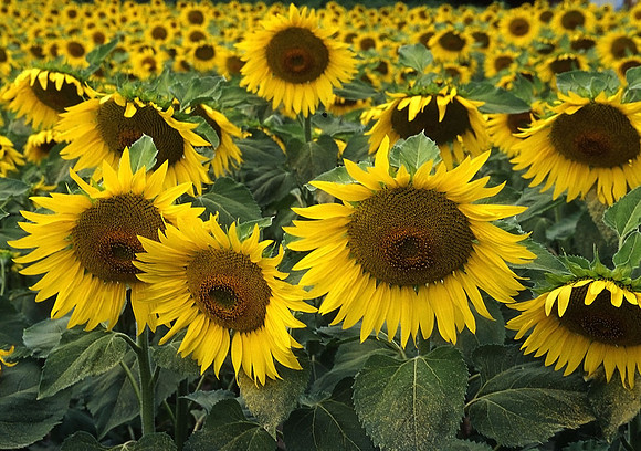 Sunflowers