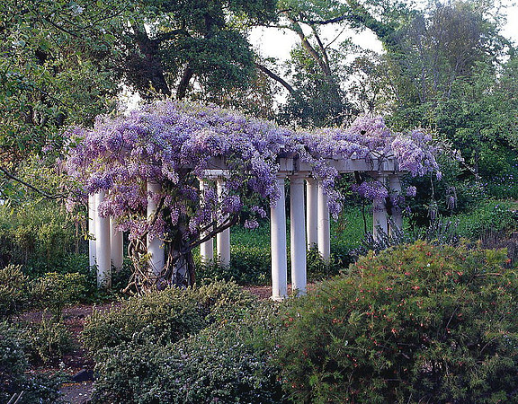 Wisteria